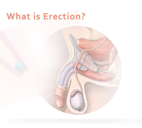 What is Erection